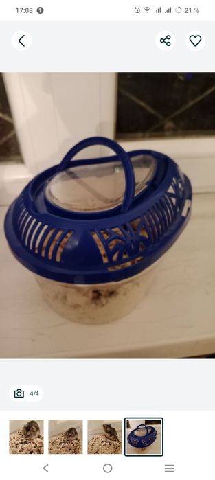 Продаю хомяк симпатичный