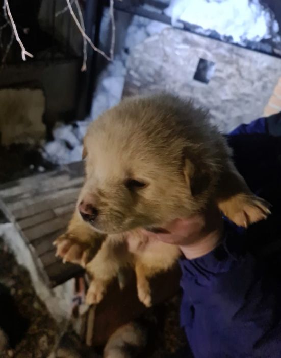 Отдам в хорошие руки