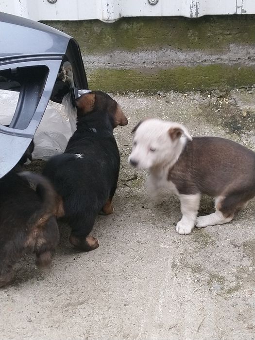 Donez  căței de talie mică