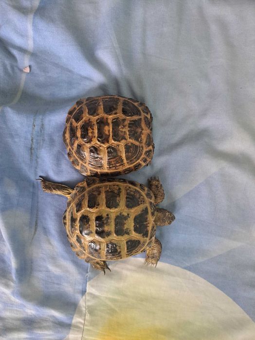 Toshbaqa черепаха домашные чистые