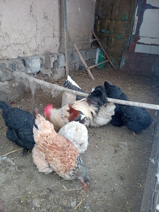 Қораз қораз қораз