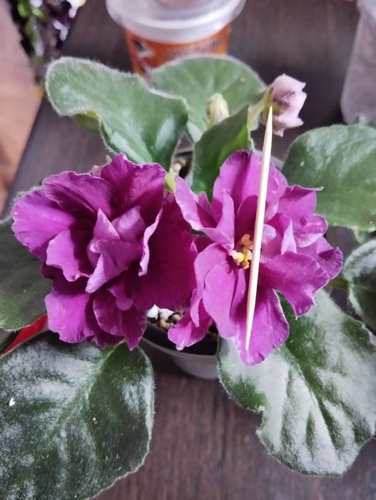 Фиалки разные виды