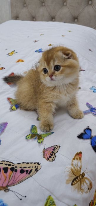 Золотистая шиншилла