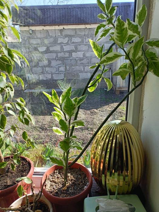 Продам цветы  очень красивые