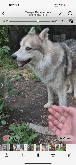 Хаски 3 года мальчик в добрые руки