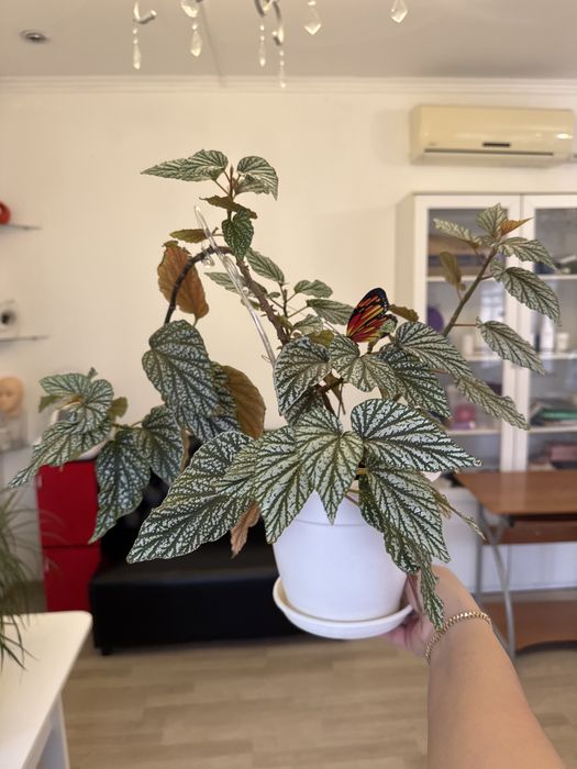 Комнатные цветы любого вида