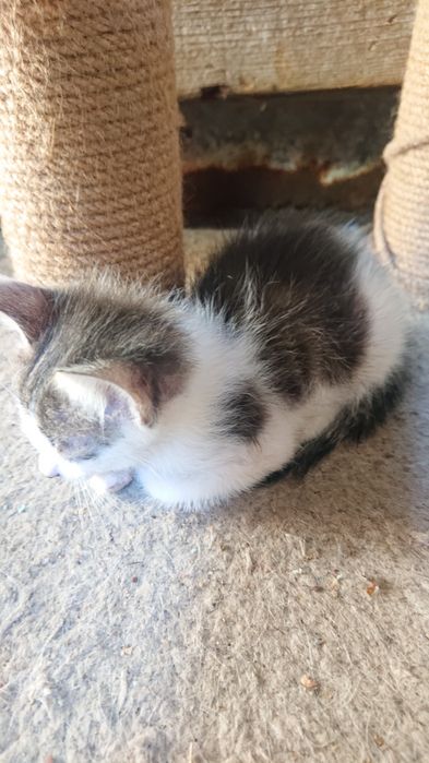 Подарявам  малки котенца