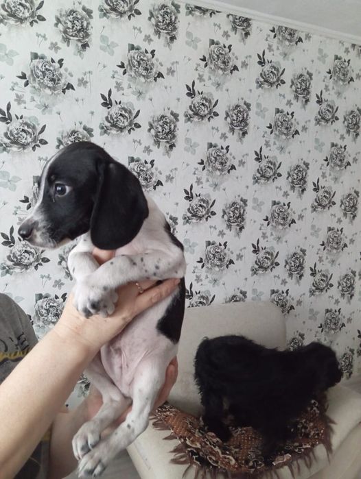 Щенки мальчики бесплатно