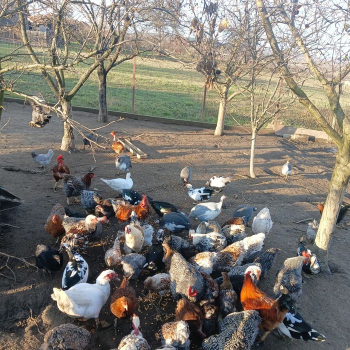 Vând rate crescute bio