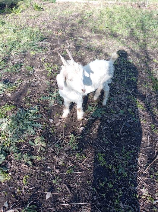 Продам скотину, коза с ягнятами