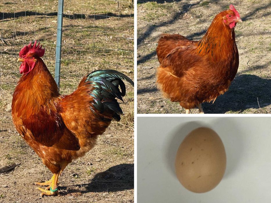 Vând ouă pentru incubat – diferite rase