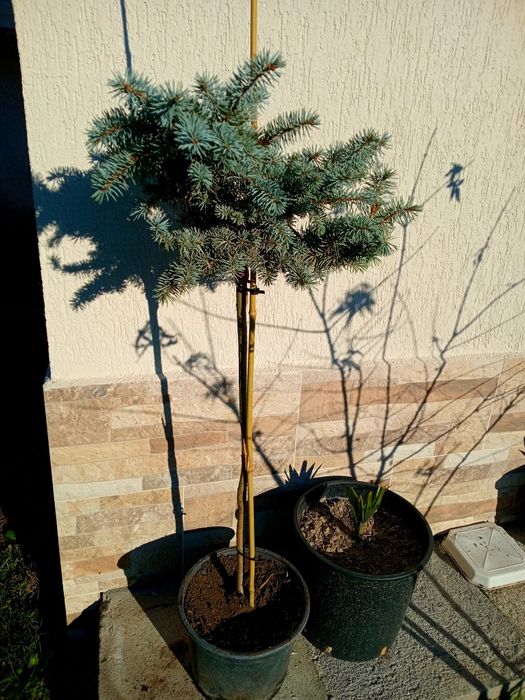 Picea pungens glauca globosa