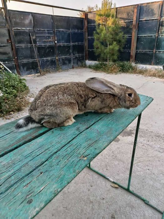 кролики самки парода Великан возраст 6 месяцев куен quyon ургочи