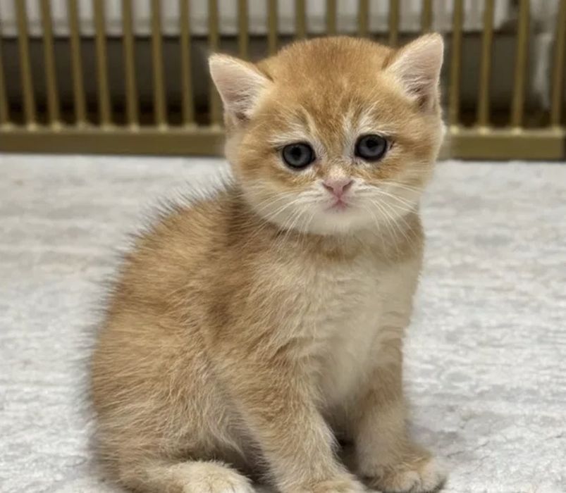 Скотишш Страйт Золотая Шиншила ny12