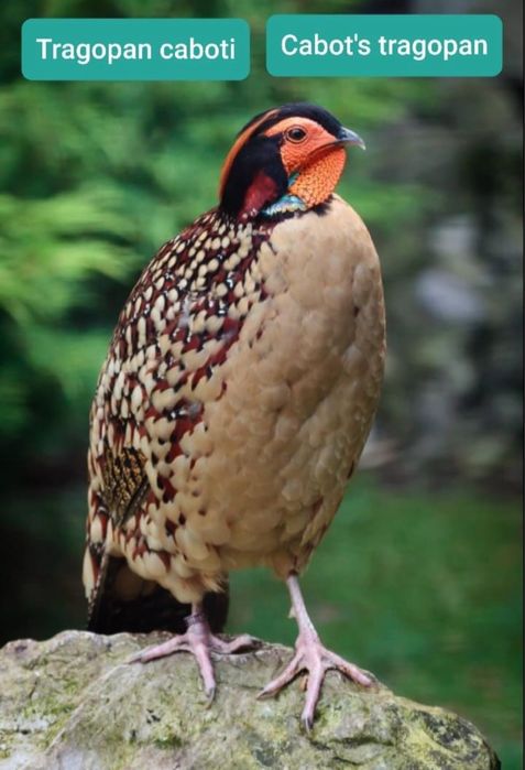 Трогопан сатир, тухум сотилмиди