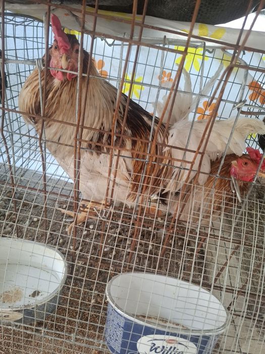 Продаются 8 петухов