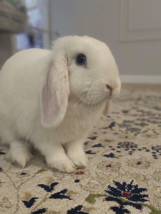 Продам кролика декоративного веслоухого