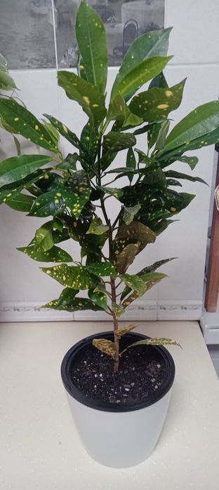 Продам цветы.разные