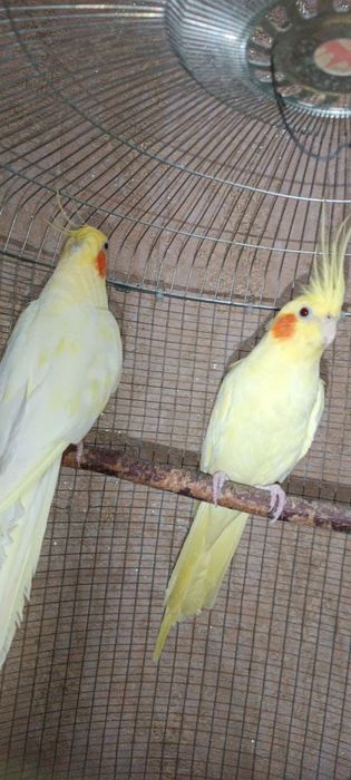 Продаётся попугай две штуки очень послушный и весёлый