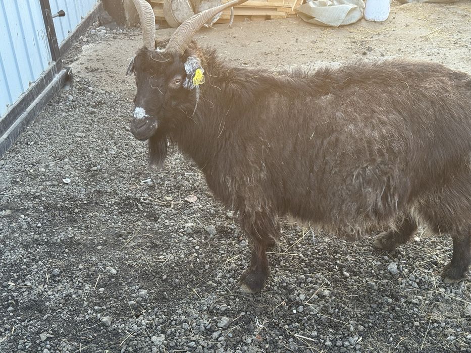 Лакты Ешки сатылады егиз