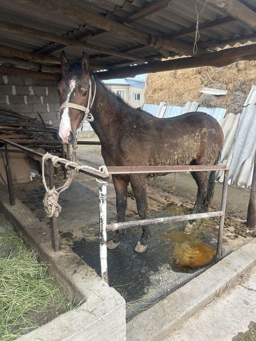 Кунан шыкпа сатылады