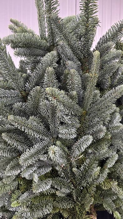 Ветки Пихты,живая елка,живая сосна,новогодняя елка