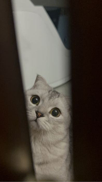 Black silver shaded color (BRI ns11)