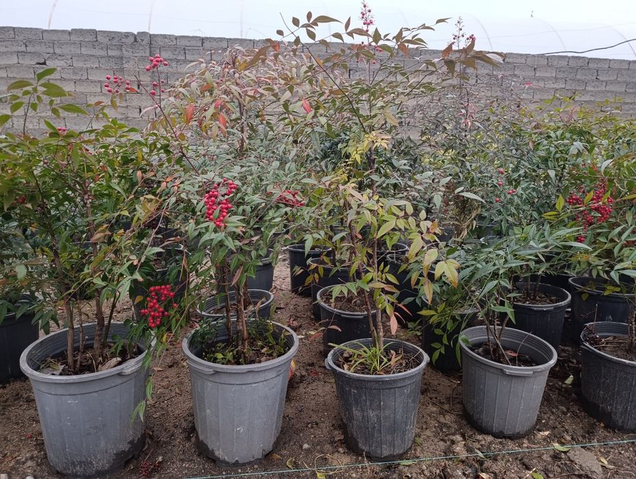 Манзарали ва мевали дарахт кучатларимиз сотувда оладиганлар тел