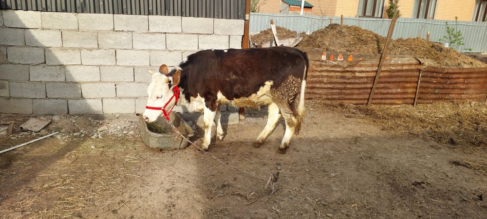 Симентал телка годовалая