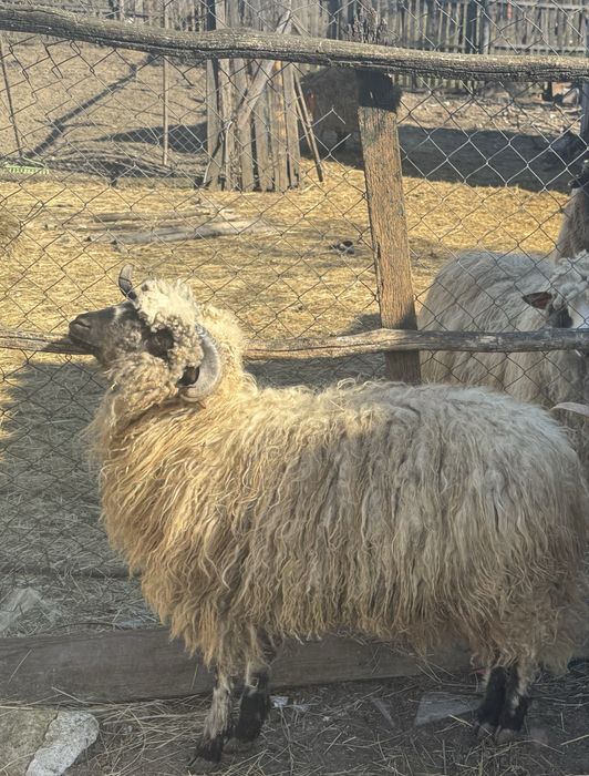 Vand un berbec de anul trecut