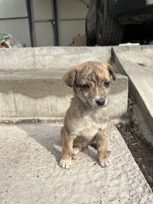 Щенок бесплатно девочка