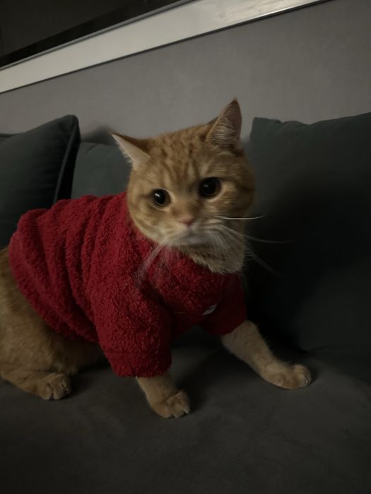 Отдам кота в добрые руки