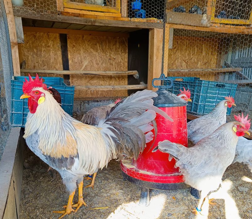 Ouă incubat găini italiană perlata