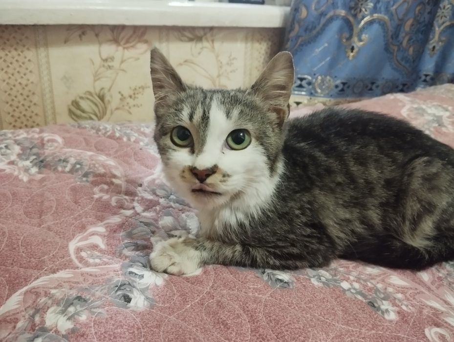 Бесплатно котенок