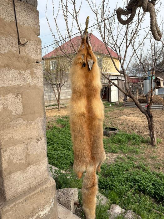 Түлкі терісі ұзындығы 1 10