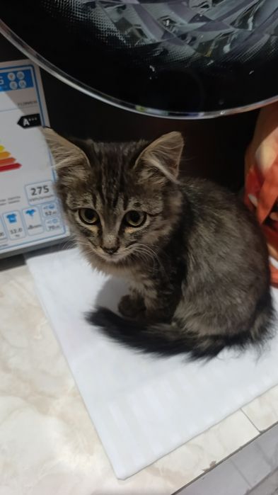 Кошечка, в добрые заботливые руки