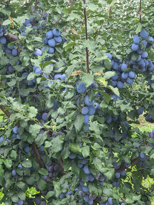 Prune de masă de vânzare EN-GROS