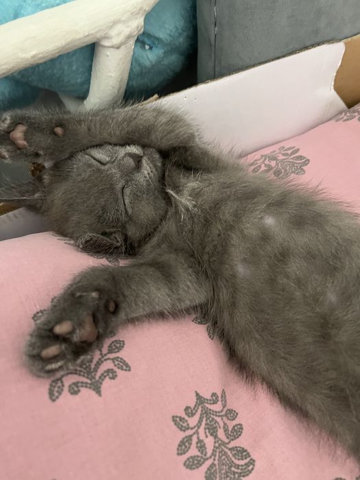 Отдам котенка в добрые руки
