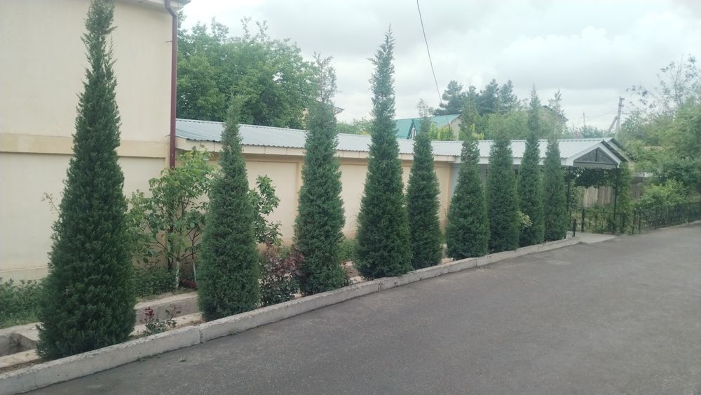 Archa ekish archa kesish