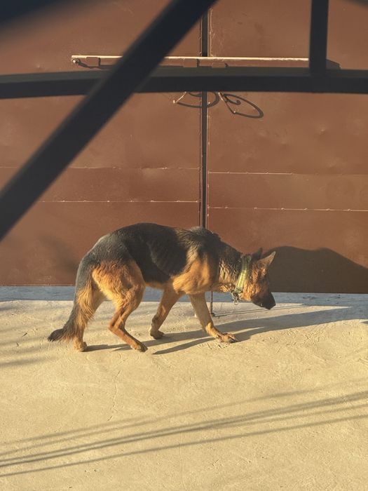 Ургашы ит, овчарка