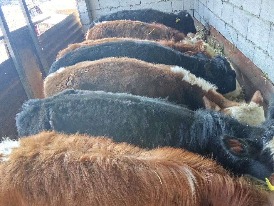 Продам бычков подсосы