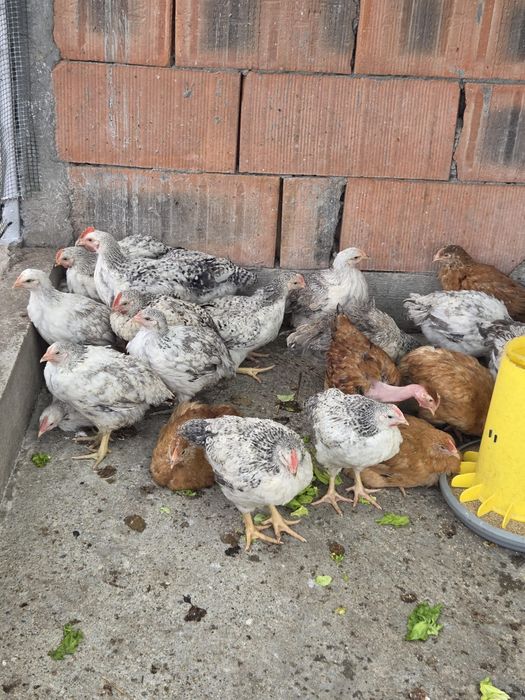 Vând puicuțe și cocoșei Monaco