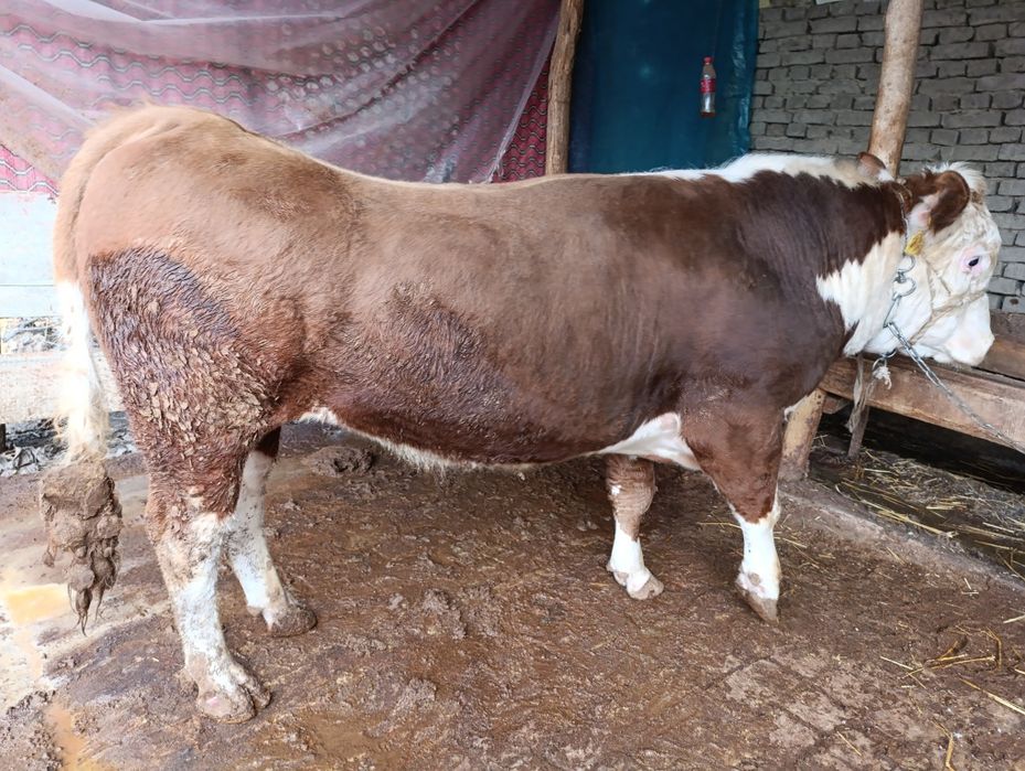 Новвослар сотилади грейфрут парода