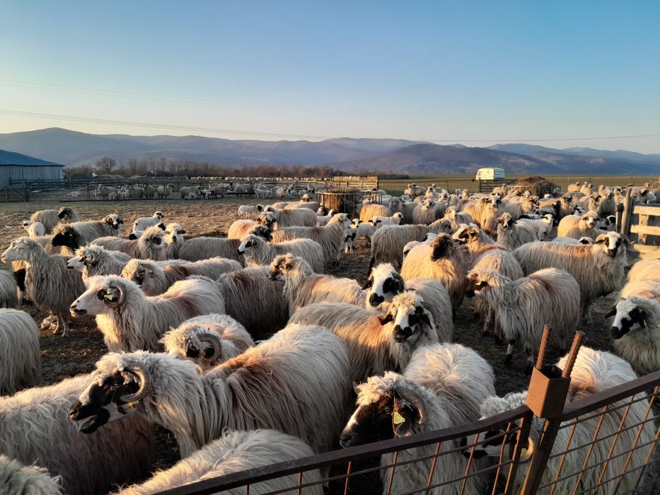 Oi de vanzare  în Balomiru de Camp