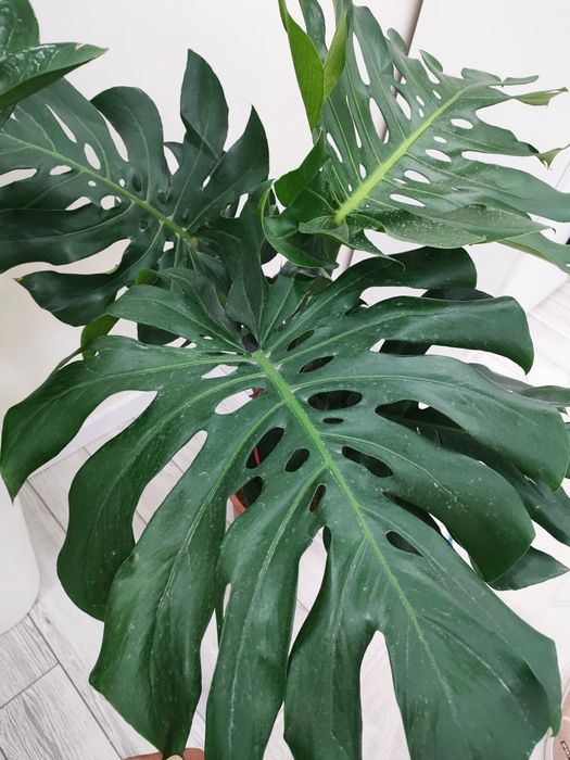 Комнатные цветы, доставка