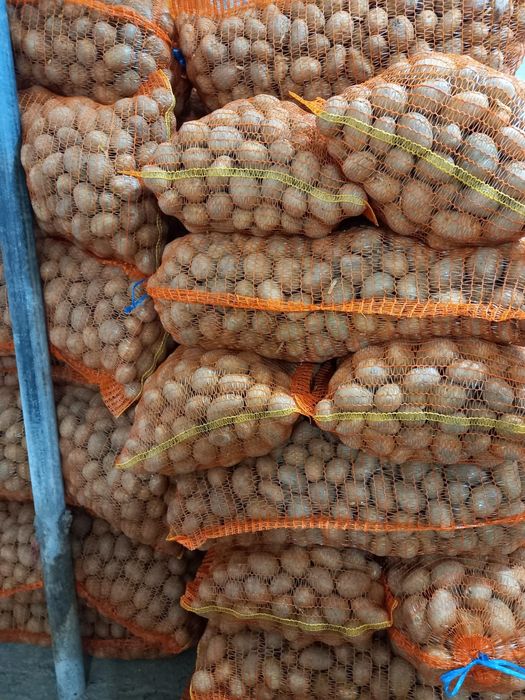 Cartofi de sămânță