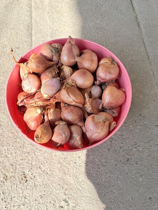 Лук .Лук  сорокозубка