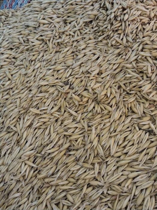 Vand porumb,grâu,ovăz,orzoaica de primavara