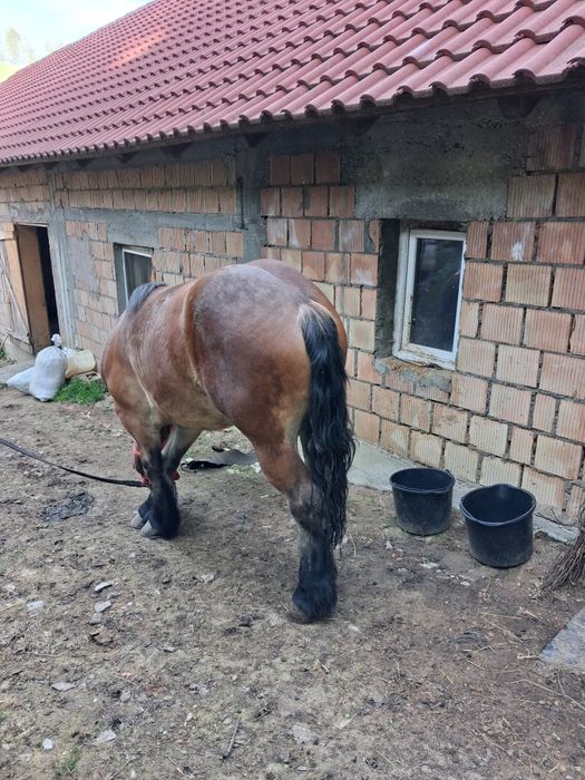 Manză de vânzare
