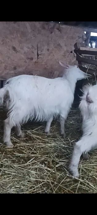 Vand iada iese acum cu ied